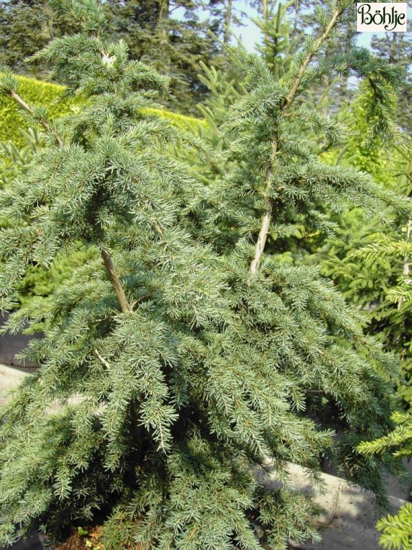 Tsuga mertensiana 'Glauca'