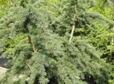 Tsuga mertensiana 'Glauca'