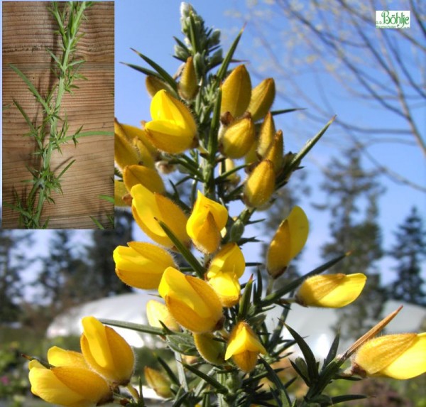 Ulex europaeus -Stechginster-