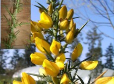 Ulex europaeus -Stechginster-