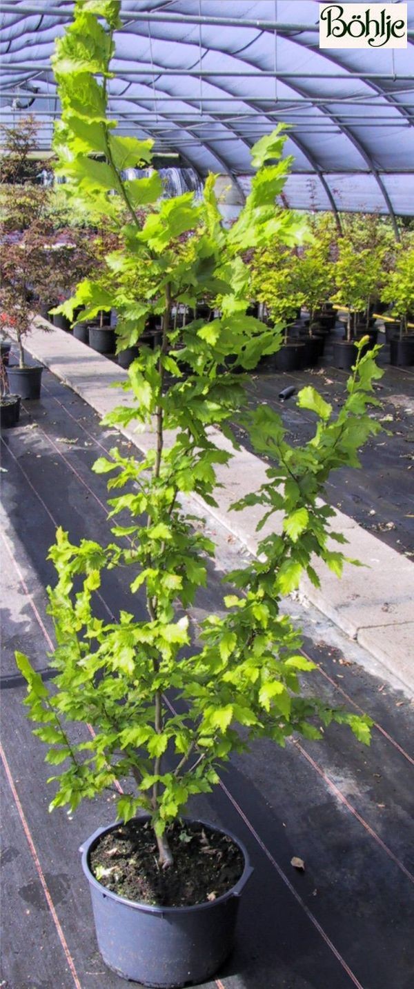 Ulmus carpinifolia 'Wredei' -Goldulme-