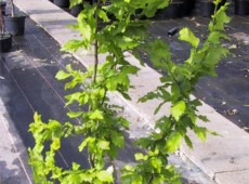 Ulmus carpinifolia 'Wredei' -Goldulme-