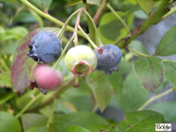 Vaccinium corymbosum 'Bluecrop' - amerikanische Kulturheidelbeere (Blaubeere) -