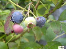 Vaccinium corymbosum 'Bluecrop' - amerikanische Kulturheidelbeere (Blaubeere) -