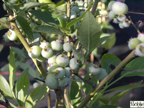 Vaccinium corymbosum 'Goldtraube' - amerikanische Kulturheidelbeere (Blaubeere) - 