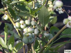 Vaccinium corymbosum 'Goldtraube' - amerikanische Kulturheidelbeere (Blaubeere) -