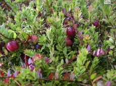 Vaccinium macrocarpon und Sorten (z. B. Pilgrim) -großfrüchtige Moosbeere, Cranberry- 