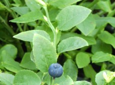 Vaccinium myrtillus -heimische Blaubeere- (Heidekrautgewächs)