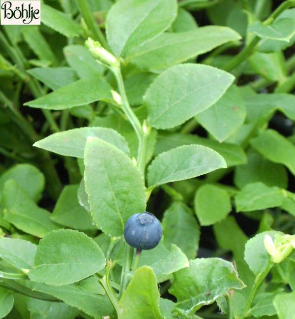 Vaccinium myrtillus -heimische Blaubeere- (Heidekrautgewächs)