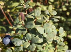 Vaccinium uliginosum -Rauschbeere / Moorbeere- (Heidekrautgewächs)