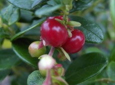 Vaccinium vitis - idaea 'Koralle' / 'Red Pearl' (Heidekrautgewächs) 