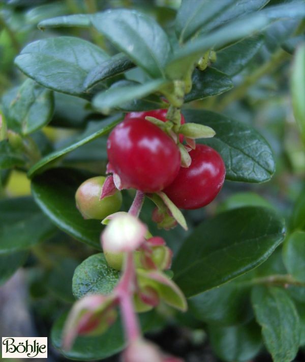 Vaccinium vitis - idaea 'Koralle' / 'Red Pearl' (Heidekrautgewächs) 