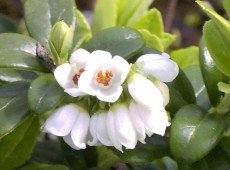 Vaccinium vitis - idaea -Preiselbeere-