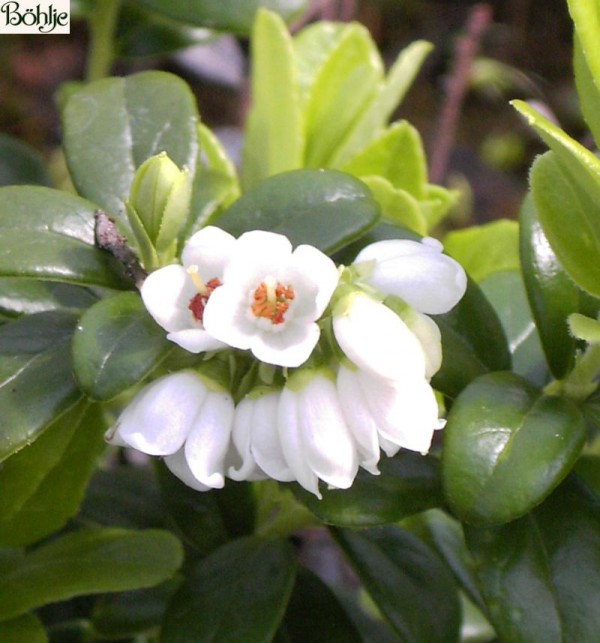 Vaccinium vitis - idaea -Preiselbeere-