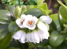 Vaccinium vitis-idaea -Preiselbeere- (Heidekrautgewächs)