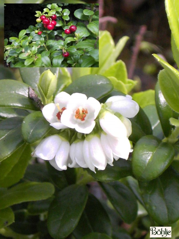 Vaccinium vitis-idaea -Preiselbeere- (Heidekrautgewächs)