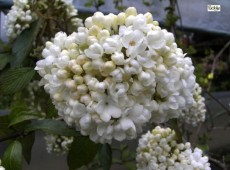 Viburnum 'Eskimo'