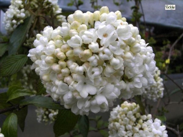 Viburnum 'Eskimo'