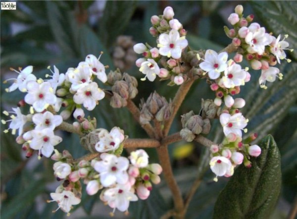 Viburnum 'Pragense' -Prager Schneeball-