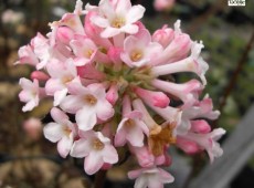 Viburnum bodnantense 'Charles Lamont' -Winterschneeball-