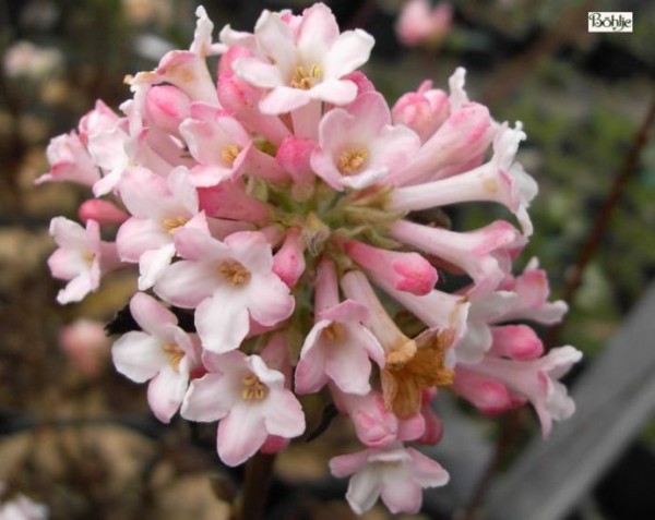 Viburnum bodnantense 'Charles Lamont' -Winterschneeball-