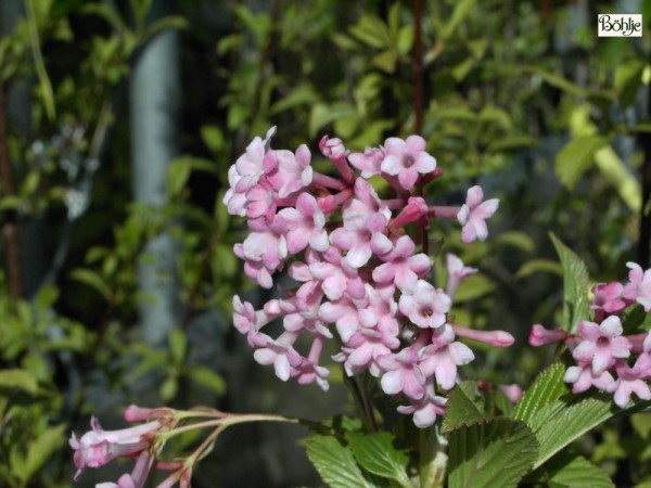 Viburnum bodnantense 'Dawn' - Winterschneeball-