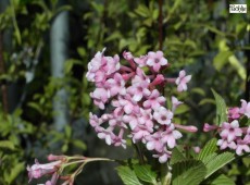 Viburnum bodnantense 'Dawn' - Winterschneeball-