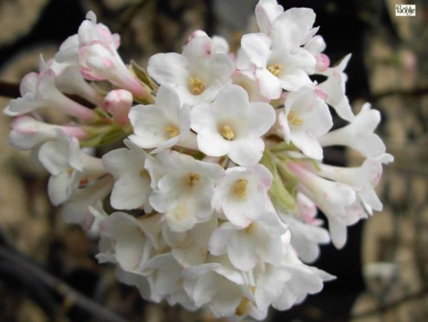 Viburnum bodnantense 'Deben' -Winterschneeball-