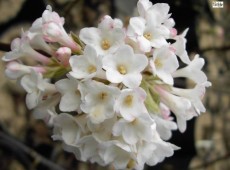 Viburnum bodnantense 'Deben' -Winterschneeball-