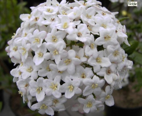 Viburnum burkwoodii -Osterschneeball-