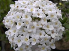 Viburnum burkwoodii -Osterschneeball-