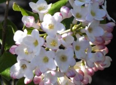 Viburnum burkwoodii 'Anne Russell' -Osterschneeball-