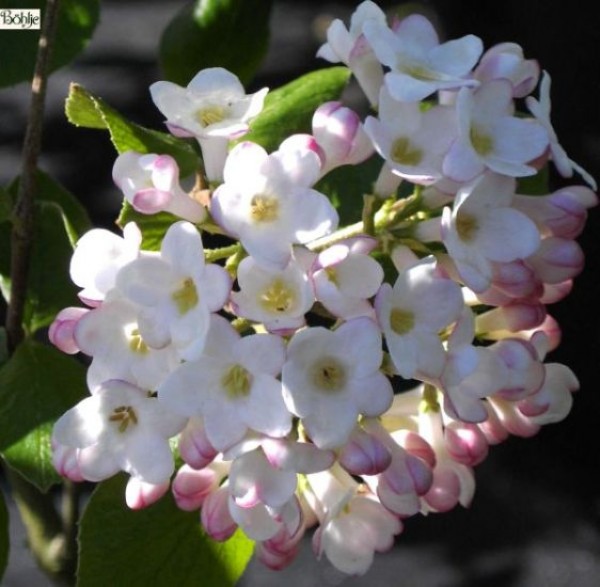 Viburnum burkwoodii 'Anne Russell' -Osterschneeball-