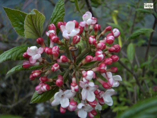 Viburnum burkwoodii 'Mohawk'