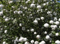 Viburnum carlcephalum -großblumiger Schneeball-