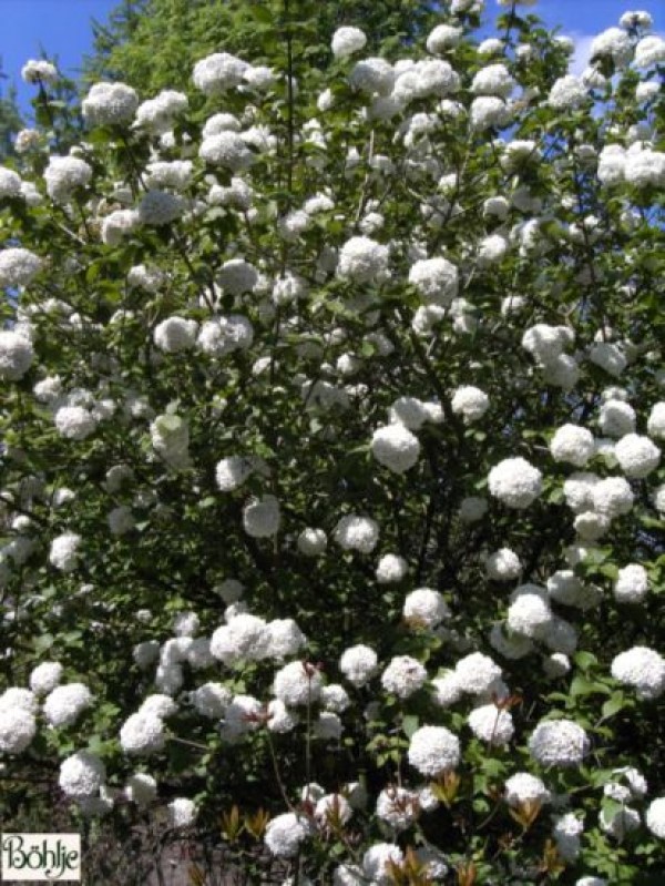 Viburnum carlcephalum -großblumiger Schneeball-