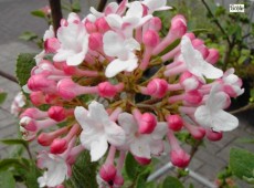 Viburnum carlesii 'Aurora' 