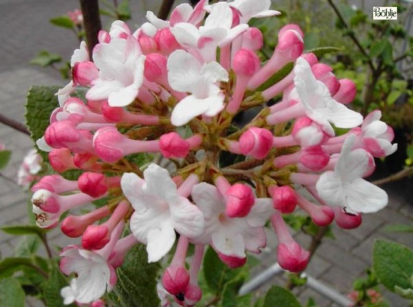 Viburnum carlesii 'Aurora' 