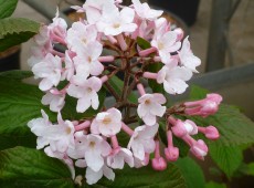 Viburnum carlesii 'Juddii' '