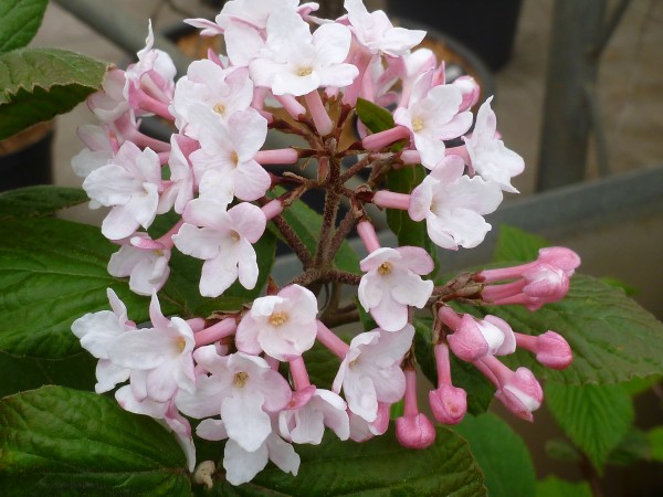 Viburnum carlesii 'Juddii' '