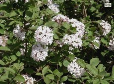 Viburnum carlesii - koreanischer Schneeball -