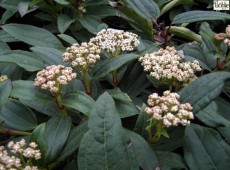 Viburnum davidii -Kissenschneeball-