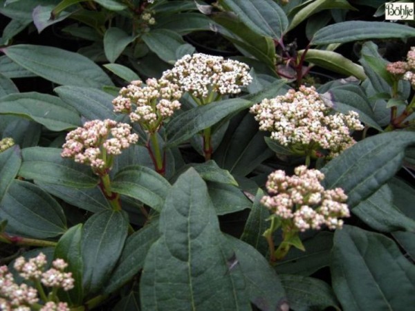 Viburnum davidii -Kissenschneeball-