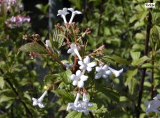 Viburnum farreri (fragans) - Duftschneeball -