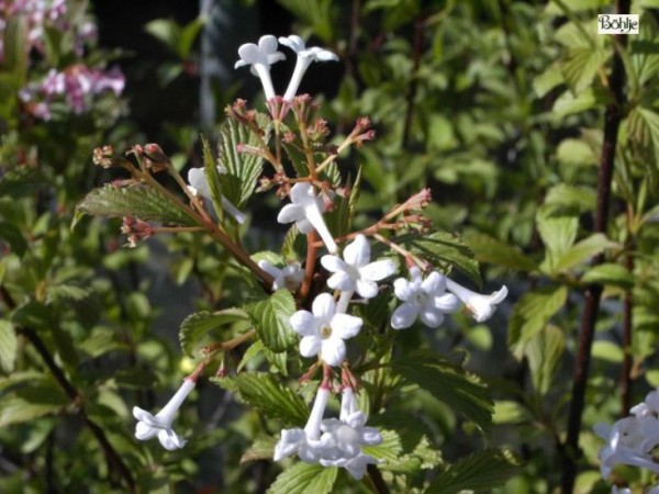 Viburnum farreri (fragans) - Duftschneeball -