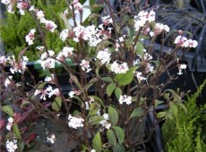 Viburnum farreri 'Nanum' -Zwergduftschneeball-