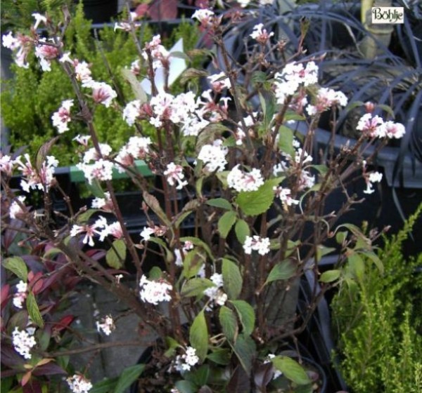 Viburnum farreri 'Nanum' -Zwergduftschneeball-