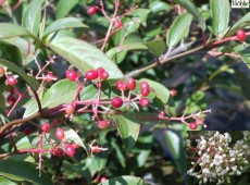 Viburnum hillieri 'Winton' -Schneeball-