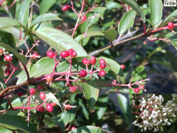 Viburnum hillieri 'Winton' -Schneeball-