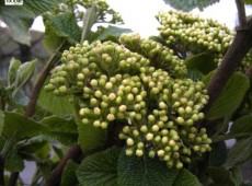 Viburnum lantana -wolliger Schneeball-